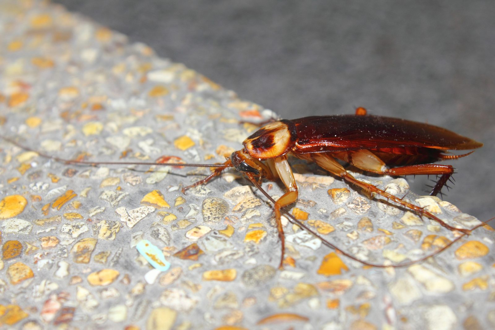 Cockroach