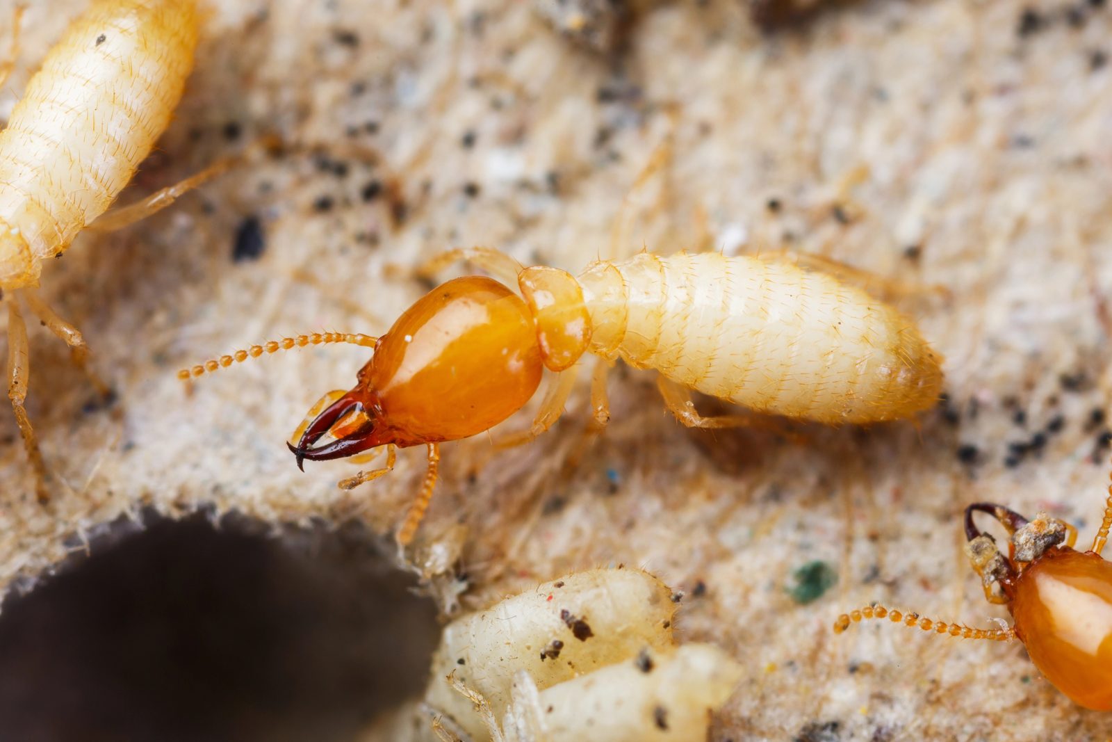 Termites