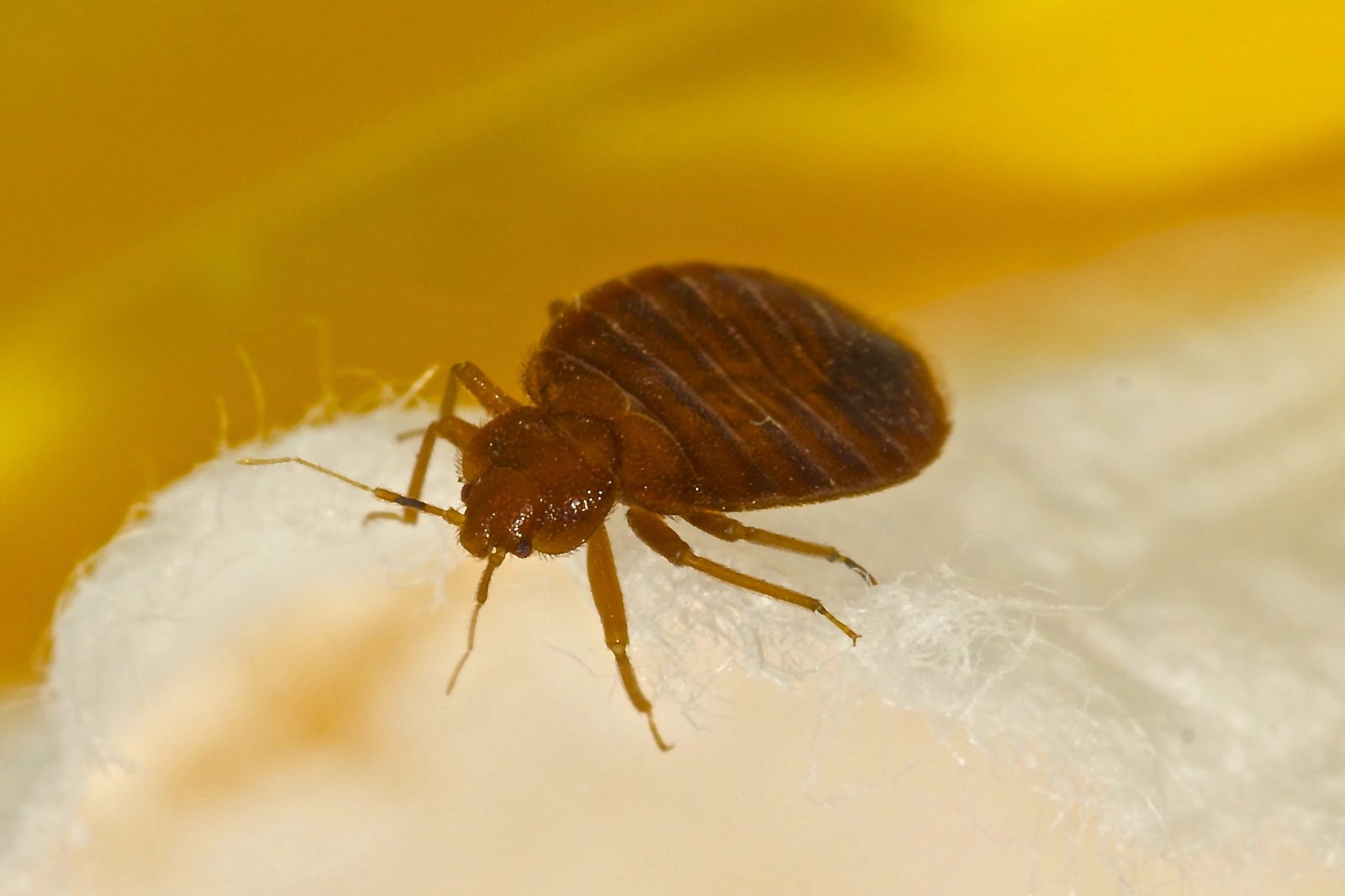 Bed bug