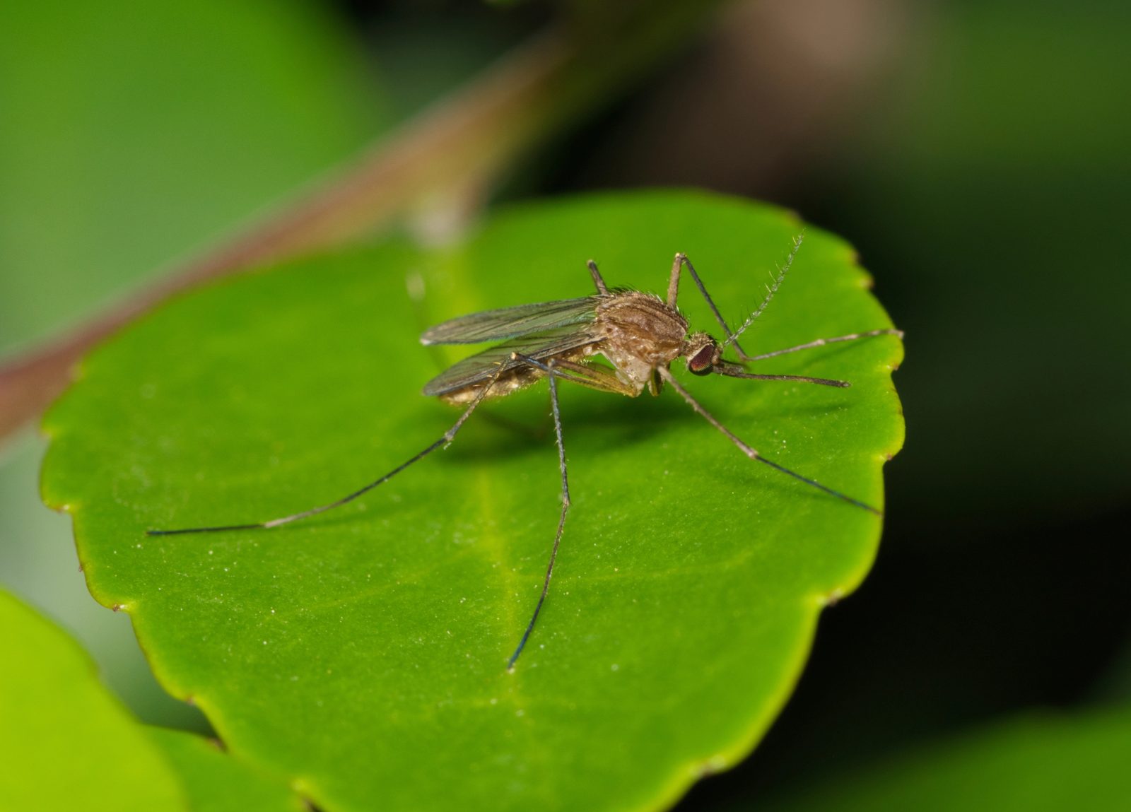 Mosquito on a leaf