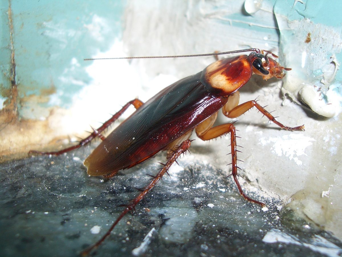 American cockroach (palmetto bug)